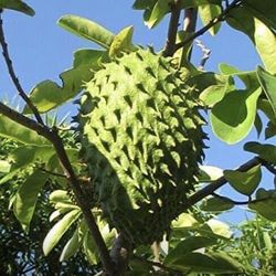 Soursop Graviola Guanabana Annona Muricata 1 Gallon Seedling Plant Tree Fully Grown