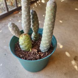 pine cone cactus 🌵 