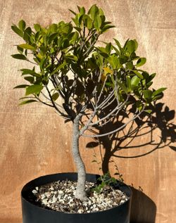 Tiger Bark Ficus Bonsai Tree