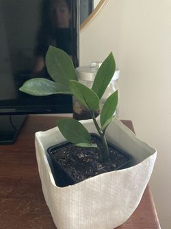 ZZ Plant (Zamioculcas Zamiifolia)