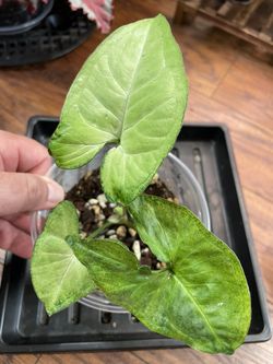 Syngonium