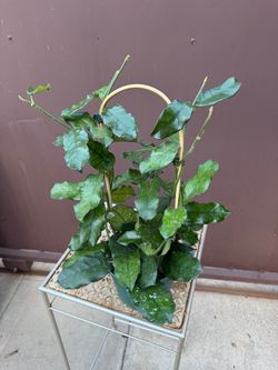 6” Hoya Globulosa