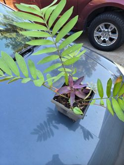 Plants