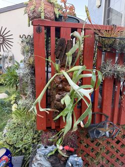 Double Staghorn Fern On Thick Bark