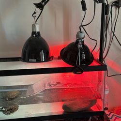 Turtle, fish, lizard, snake, tank