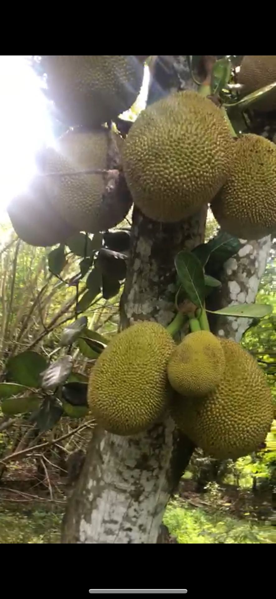 Ripe Or Unripe Jackfruit And Trees