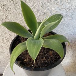 1.5 Gallon Pot Succulent Plant - Foxtail Agave Attenuata - Swan Neck - Elephant's Trunk - Rooted Plant - Drought Resistant - 🪴