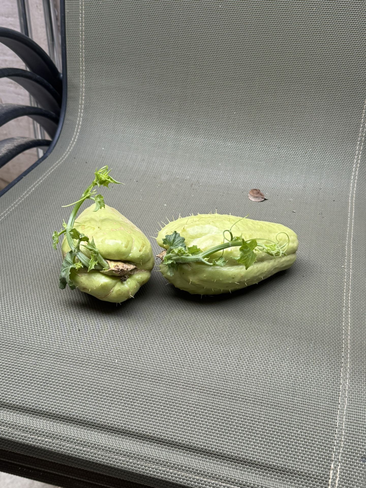 Chyotes For Plants $4 Each