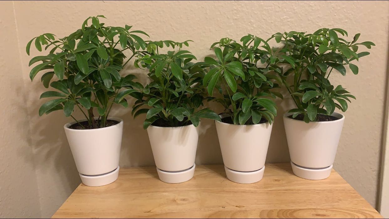 Umbrella Plant
