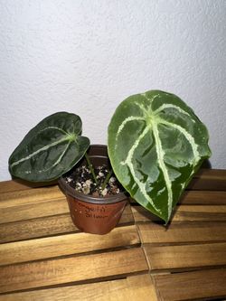 Anthurium Forgetii