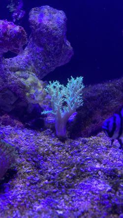 Fake coral decoration