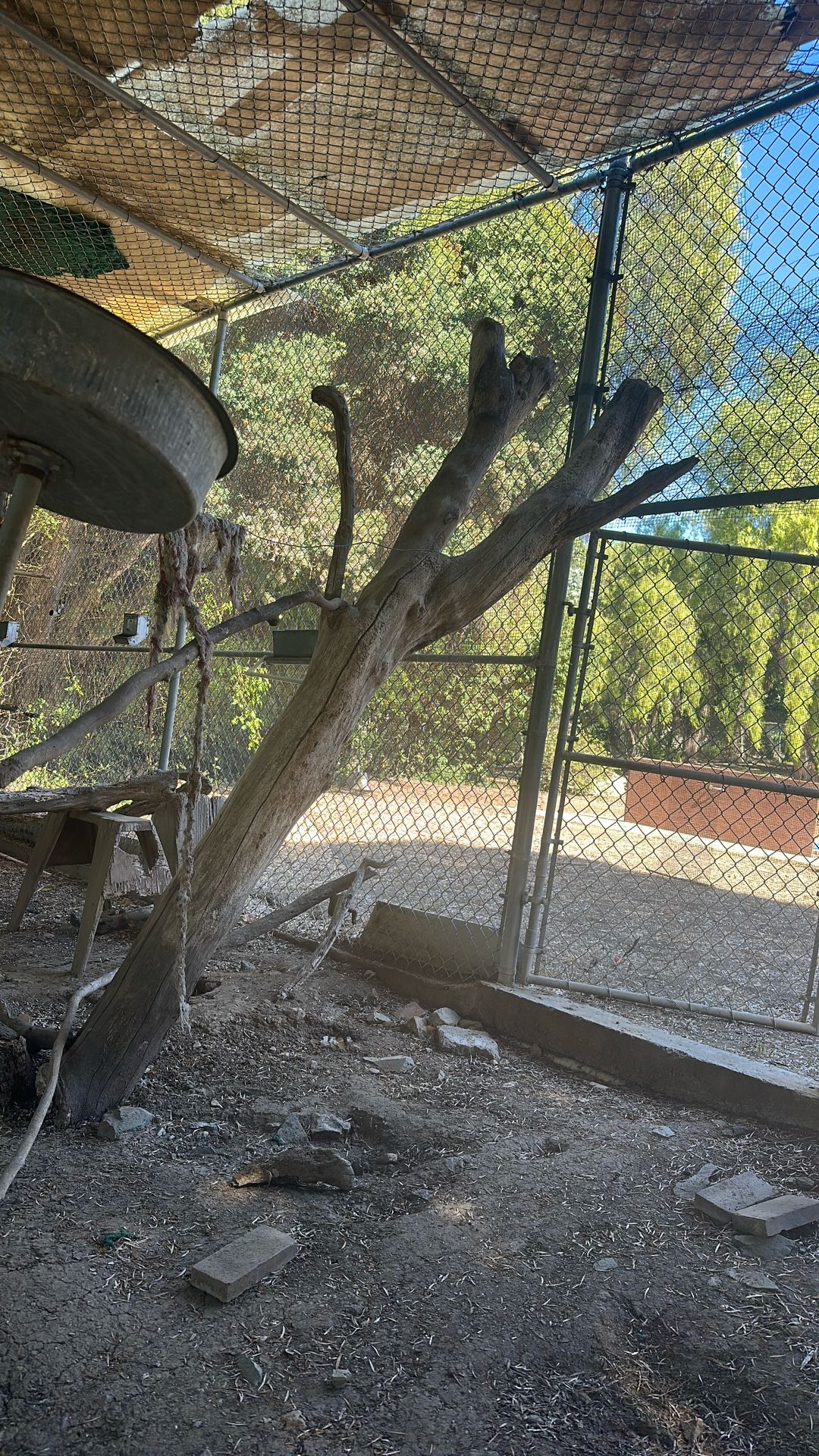 Bird, Monkey Cage Logs