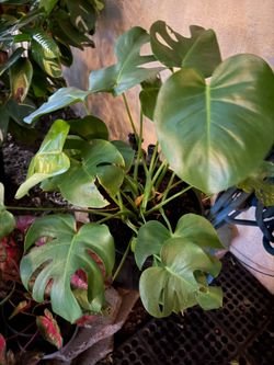 Tropical plant