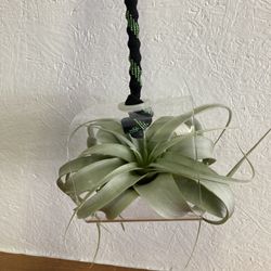 Glass Air Plant Holder With Air Plant
