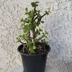 6 Inch Pot Succulent Plant - Portulacaria Afra - Elephant Bush - Drought Resistant - Rooted & Established - Great for Landscaping 🪴 