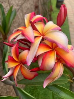 Puu Kahea plumeria 1 gallon