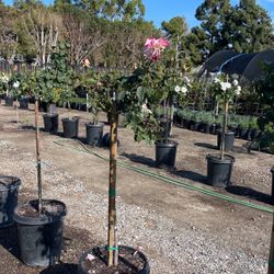 Tree Roses