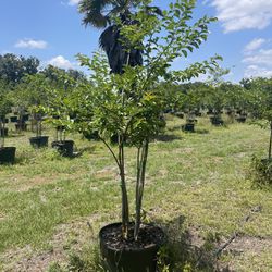 lavender crepe myrtle 6’ feet tall ready to deliver to all florida