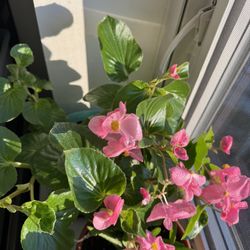 Begonia pink plants and pelargoniums red and pink $10-15 each