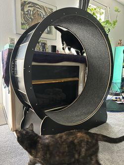 Cat Wheel