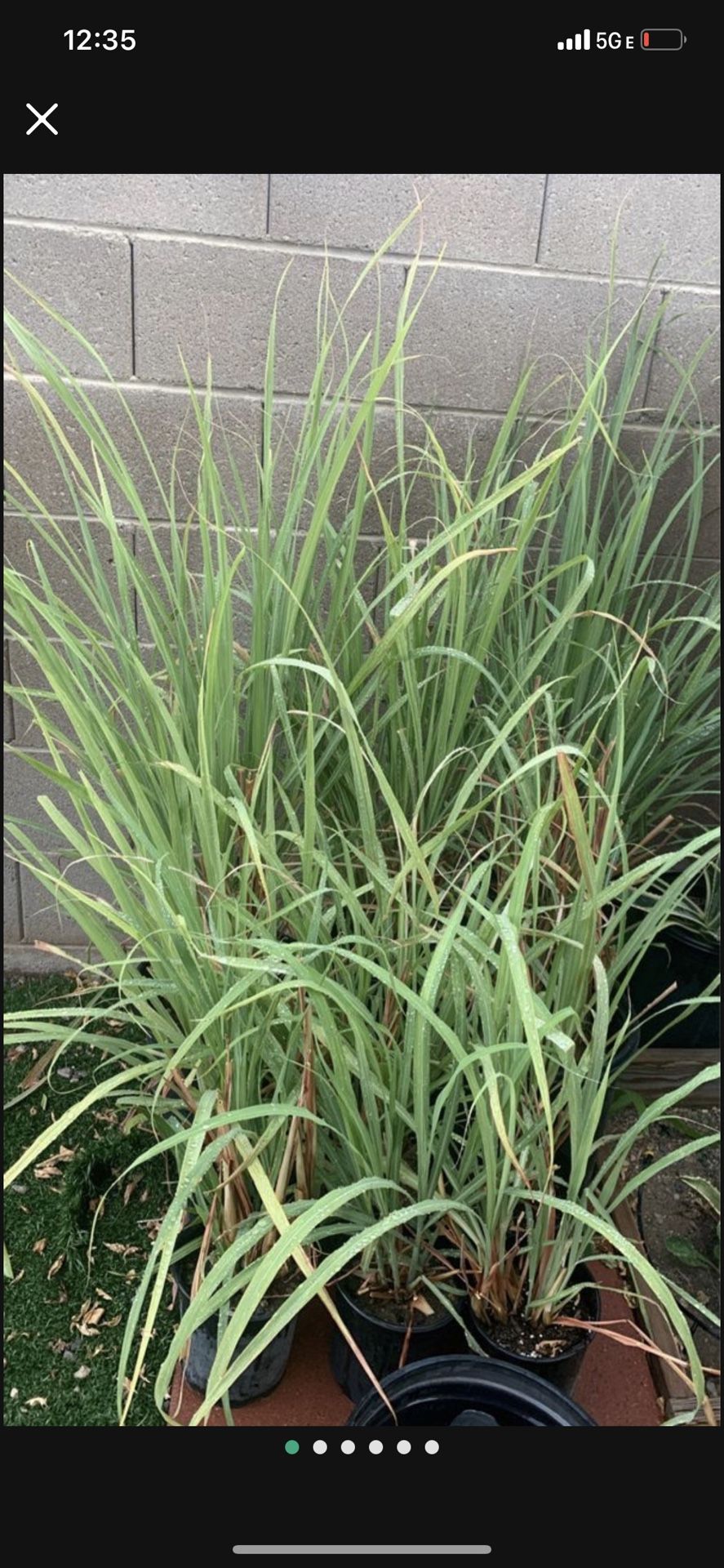 Lemongrass Organic