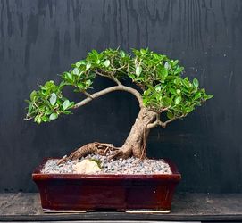 Bonsai Ficus