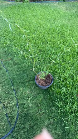 Curly willow tree