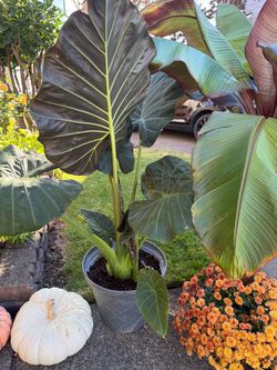 Alocasia Dark Star