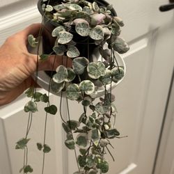 Variegated String Of Hearts