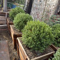 English Boxwood Globes