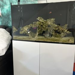 Salt Water Fish Tank 