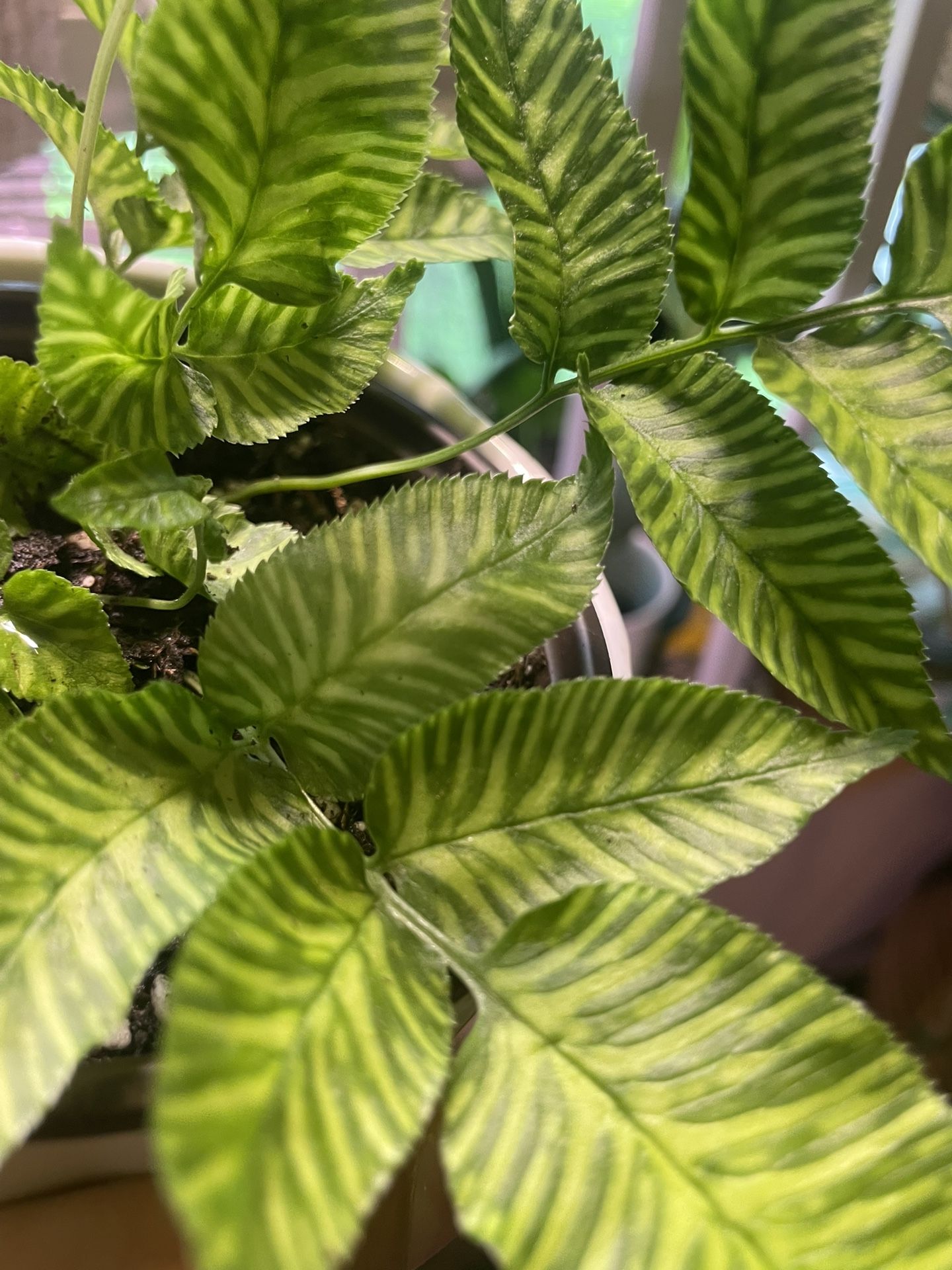 ‘Golden Zebra’ Bamboo Fern | 4″ Pot | The Prettiest Little Thing Ever | Imagine A Full Basket