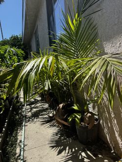 Palm Trees- Palmas Reyna
