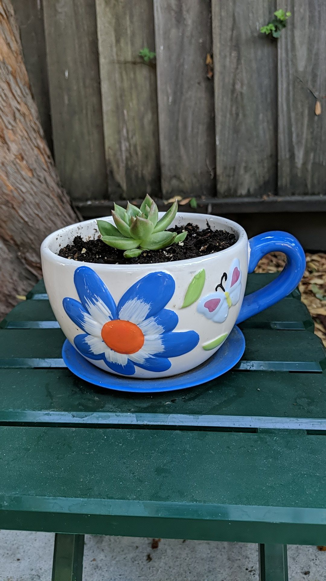 Succulent in teacup