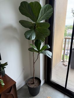 Fiddle Tree