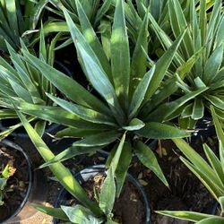 Magueyes Agaves Augustofolia $50 Each