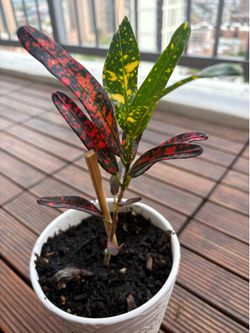 Home plant