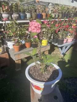 Corona De Cristo