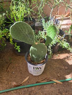 Nopal plant
