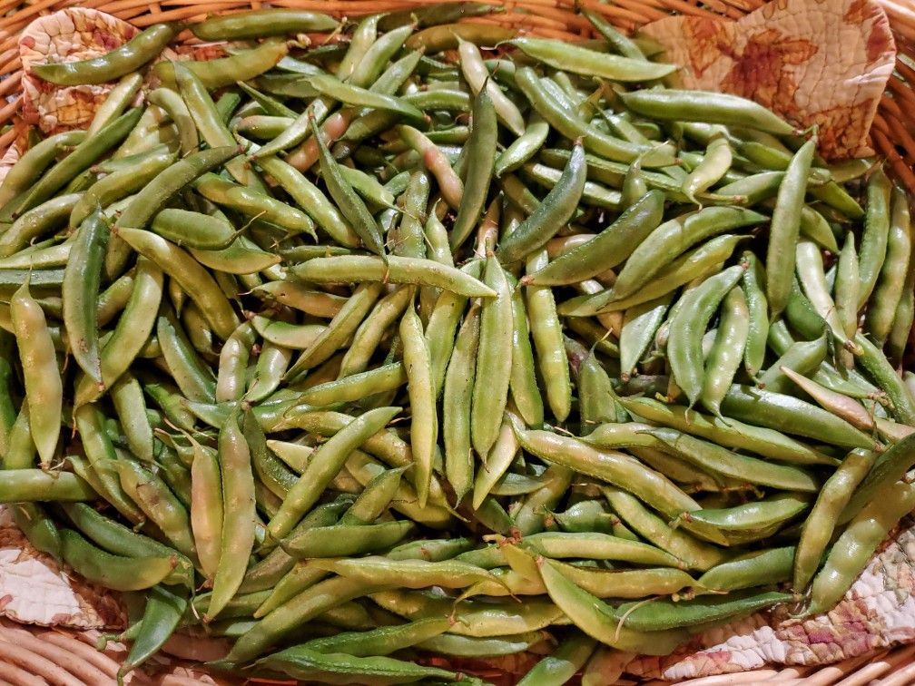 Organic Hyacinth Beans harvest also called Chikkudu , Sheem, Avarakai in Asian dialects
