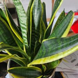 Plants