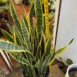 ~4ft (14” pot) low light/low maintenance snake plant, 95820
