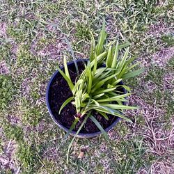 Liriope Grass