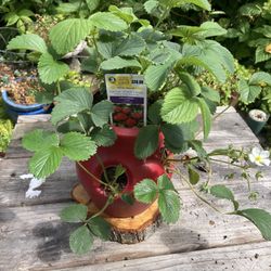 Strawberry’s Plants