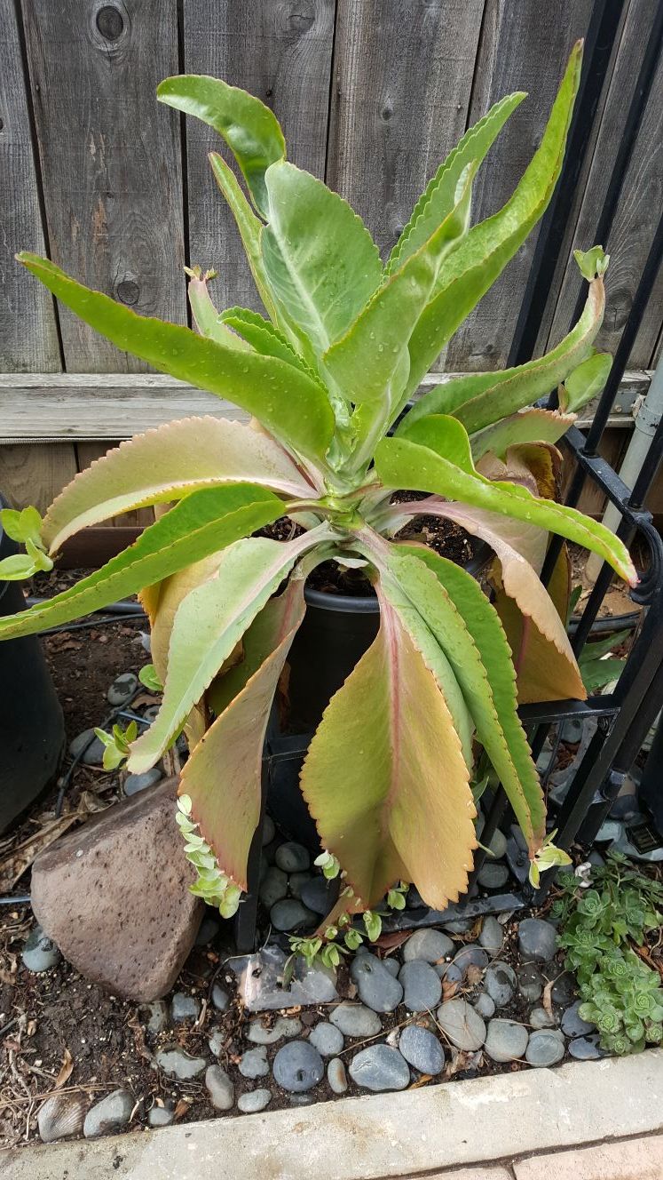 Large cancerina plant