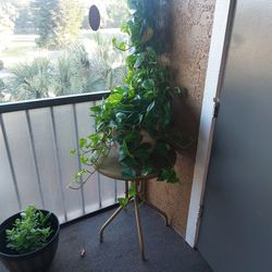 Plant w/ Pot And Table