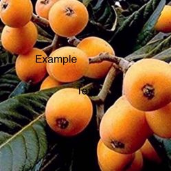 / Loquats /Árbol De Níspero