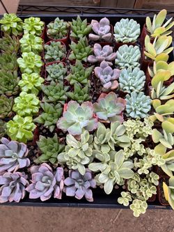 Succulents (read discription)