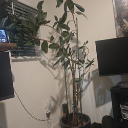 Roughly 7ft Live Rubber Plant
