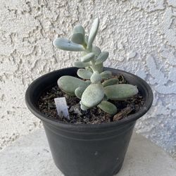 6 Inch Pot Rare Succulent Plant - Cotyledon Orbiculata - Ping Pong - Rooted & Established - Drought Resistant - 🪴 